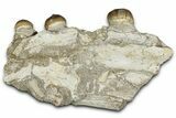 Crushing Mosasaur (Igdamanosaurus) Jaw Section - Morocco #353157-1